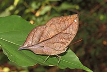 Kallima horsfieldii - Sahyadri Mavisi Oakleaf 08.jpg