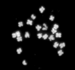 Karyotype of Common bean (Phaseolus vulgaris).png