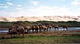Gongor camels in Jaginistan