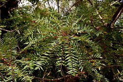 Kirkiaceae