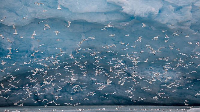 Kittiwakes