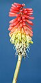 * Nomination: Inflorescence of Kniphofia uvaria. --Bff 17:23, 8 August 2023 (UTC) * * Review needed
