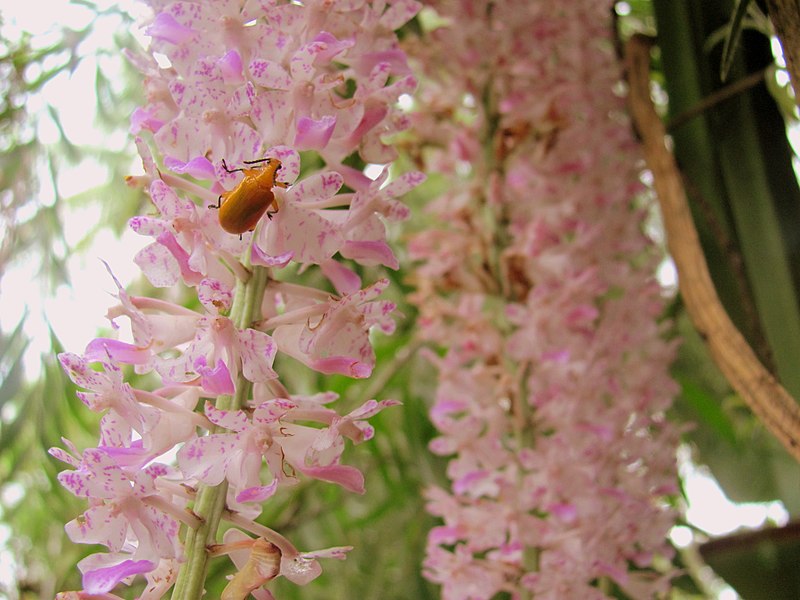 File:Kopou Orchid Assam India.jpg