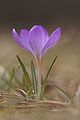 Crocus