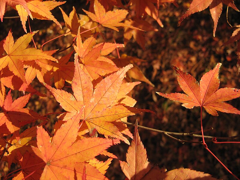 File:Kyoto Japan0457.JPG