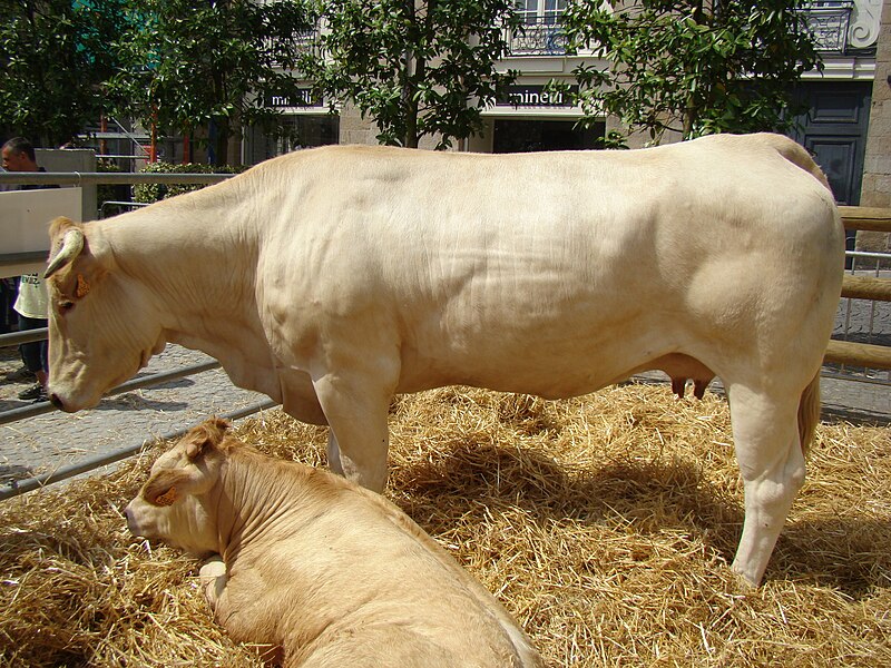 File:La ferme en ville - Blonde d'aquitaine.JPG