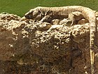 Lagarto Gigante de El Hierro, Kanári-szigetek, España. JPG