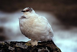 Potârniche albă (Lagopus muta)