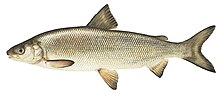 Jezero whitefish1.jpg