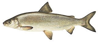 Lake whitefish Species of fish