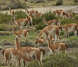 guanaco