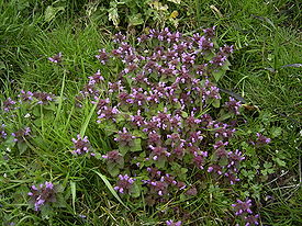 Яснотка пурпурная (Lamium purpureum), типовой вид рода Яснотка. Общий вид группы цветущих растений