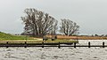 Groep bomen aan het meer.