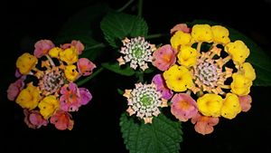 Lantana