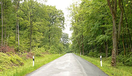Road in the Lappwald forest near Bad Helmstedt