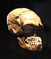 Le Moustier skull in Neues Museum Berlin.jpg