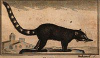 Le coati noiratre, Buffon, 1760.jpg