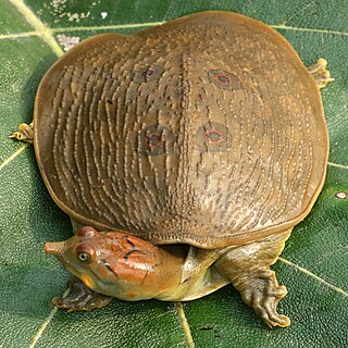 <span class="mw-page-title-main">Leith's softshell turtle</span> Species of reptile