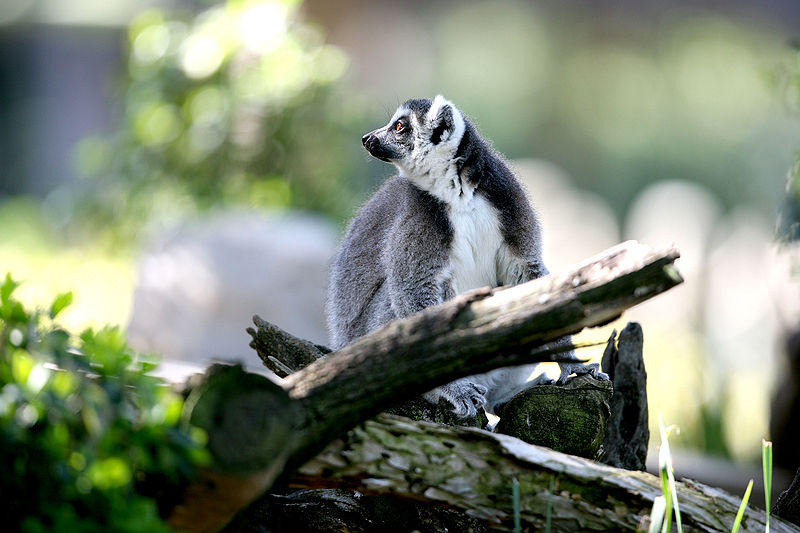 File:Lemur AH.jpg