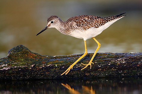 Petit Chevalier (Tringa flavipes).