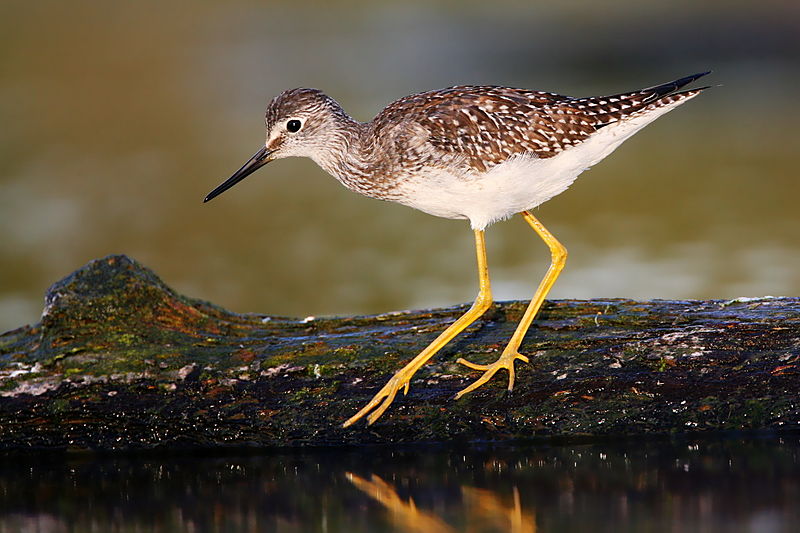 File:Lesser Yellowlegs.jpg