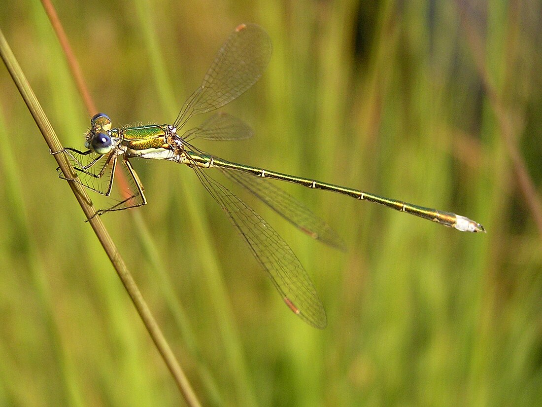 Odonata