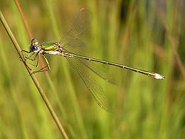 Mažoji žalioji strėliukė (Lestes virens)