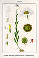 Leucanthemum vulgare (as syn. Chamaemelum leucanthemum) vol. 13 - plate 50 in: Jacob Sturm: Deutschlands Flora in Abbildungen (1796)