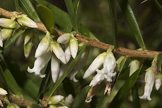 <i>Styphelia propinqua</i> Species of shrub
