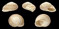 * Nomination Shell of an Israeli land snail, Levantina spiriplana hierosolyma --Llez 20:16, 20 June 2015 (UTC) * Promotion Good quality.--Famberhorst 04:43, 21 June 2015 (UTC)