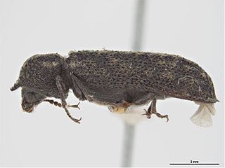 <i>Lichenophanes armiger</i> Species of beetle