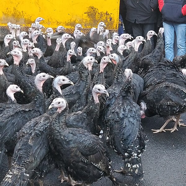 File:Licques turkeys gathered for the annual turkey festival.jpg