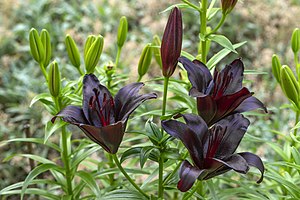 Lilium 'Night Rider'