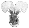 gastropod with wing-like parapodia and translucent shell