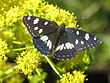 Limenitis reducta