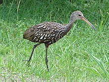 Limpkin Limpkin1.jpg