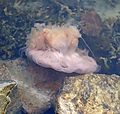 Lion's mane jellyfish open, showing underside