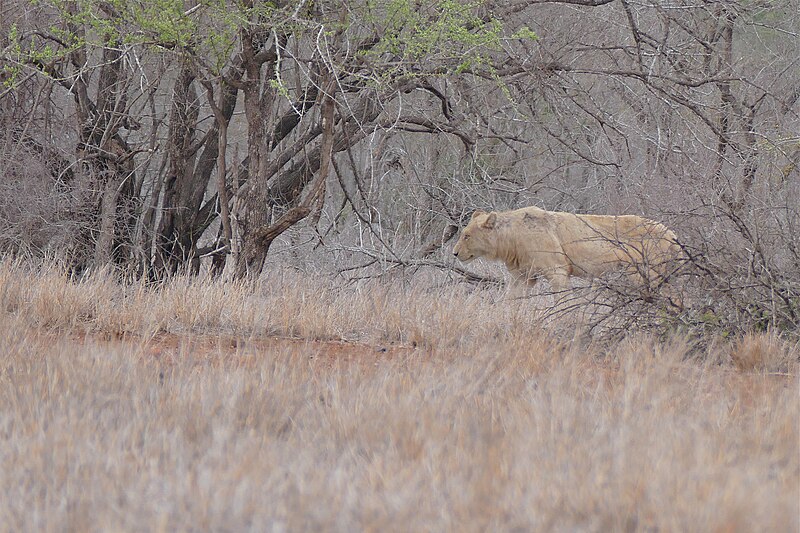 File:Lion (Panthera leo) young male ... (33224615045).jpg