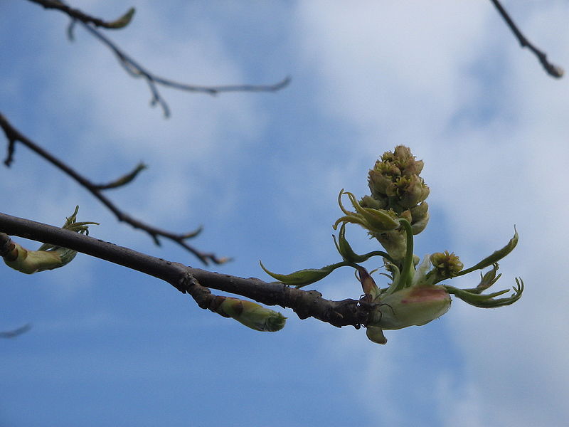 File:Liquidambar styraciflua flowers.jpg