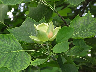 Der Tulpenbaum ist eine der be