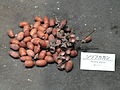 Lithocarpus glaber - Osaka Museum of Natural History - DSC07724.JPG