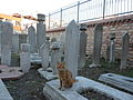 Orange cat in Little Hagia Sophia cemetery