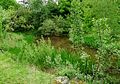 Čeština: Rybník v přírodní zóně Lom Svatá Anna v Měšicích, což je část města Tábor, Jihočeský kraj. English: Pond in the natural zone Lom Svatá Anna in the town of Tábor, South Bohemian Region, Czech Republic.