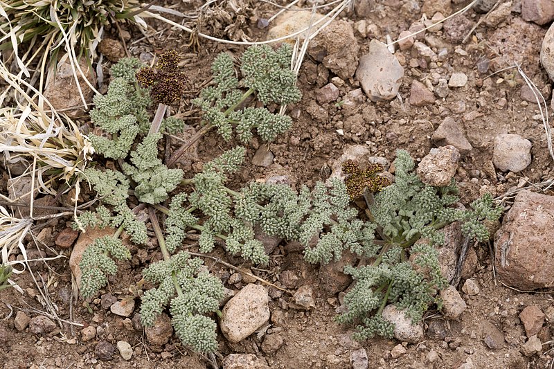 File:Lomatium foeniculaceum - Flickr - aspidoscelis (6).jpg