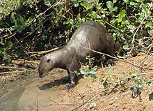 Loutre géante (Pteronura brasiliensis)