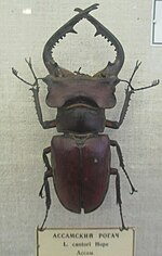 Miniatura para Lucanus cantori