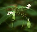 Ausdauerndes Silberblatt (Lunaria rediviva)