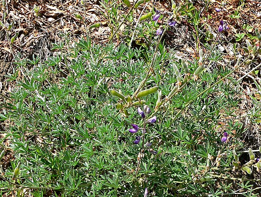 Lupinus albifrons 1