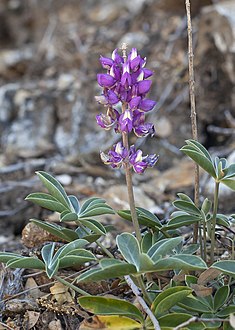 Lupinus cervinus (Santa Lucia lupine) (14154905269).jpg