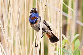 rotsterniges Blaukehlchen, Kasachstan